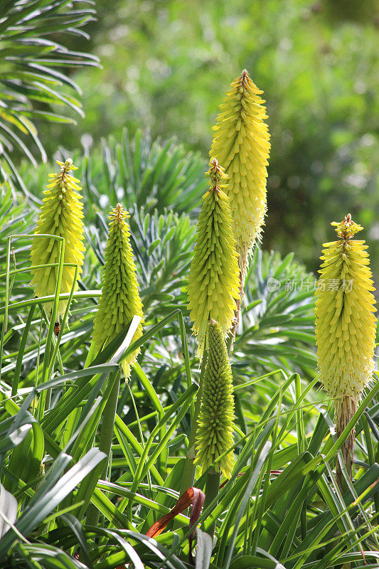 奶油黄色红色火钳花的图像，Kniphofia 'Buttercup'